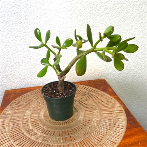 Gardening And Plants Easy Care Air Purifying Live Plant Crassula Ovata Jade Succulent Jade Bonsai