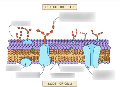 Cell Membranes Diagram Quizlet