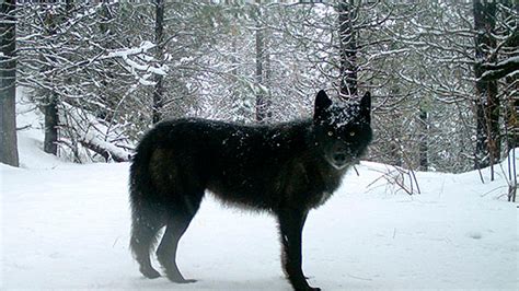state overstated threat  gray wolves  led  deaths