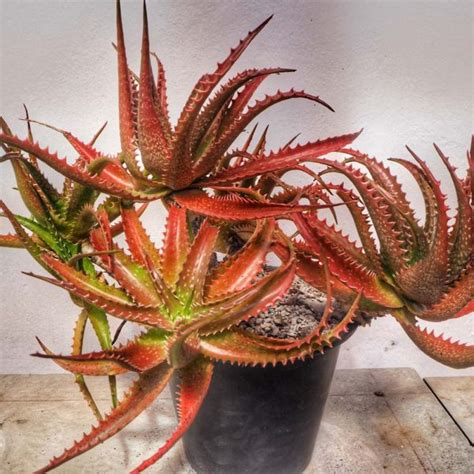 Aloe Dorotheae Retro Succulents Sunset Aloe New York Plants Hq