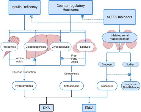 Euglycemic Diabetic Ketoacidosis In The Era Of Sglt 2 Inhibitors Bmj