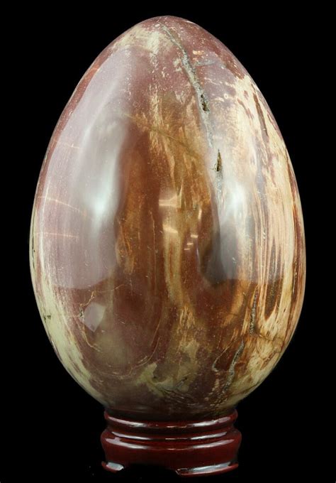 Colorful Polished Petrified Wood Egg Madagascar For Sale