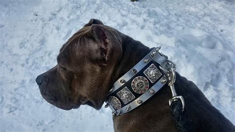 Knight Dog Collar With Spikes 1st Edition - Etsy