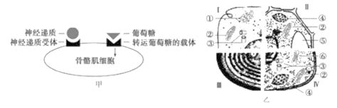 题目 图1表示含有目的基因d的dna片段长度和部分碱基序列图2表示一种质粒的结构和部分碱基序列现有mspⅠbamhⅠmboⅠ