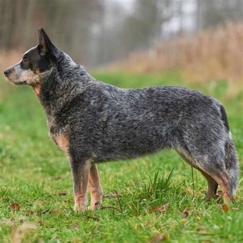 5 Best Herding Dog Breeds In The World Today Petrage