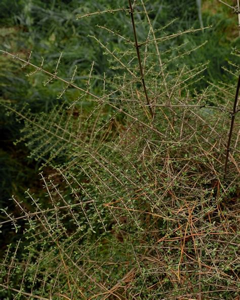 In a Tangle: the Debate over New Zealand's Small Leaved Shrubs