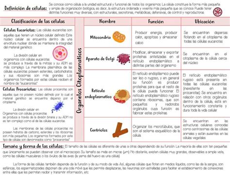 Celulas Eucariotas Y Procariotas Stephanie Medina Udocz