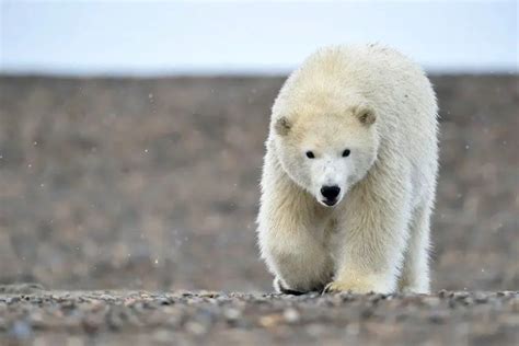 How Much Does a Polar Bear Weigh? - Polar Bear Weight • Polar Bear Facts