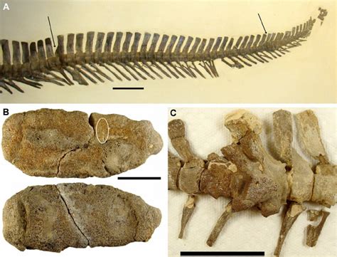 A Adult Platecarpus Tympaniticus FHSM VP 322 Caudal Vertebrae With