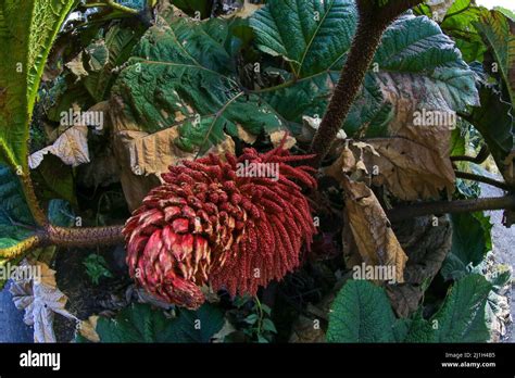 Flor Tropical De Gunnera Insignis Miembro De Dicots Class Magnoliopsida