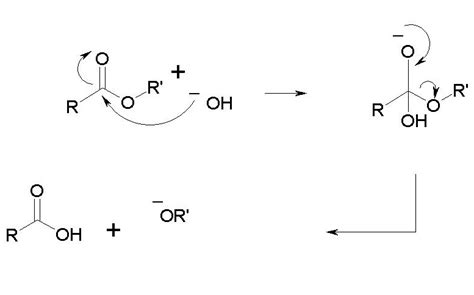 Mechanism of Ester Hydrolysis | Download Scientific Diagram