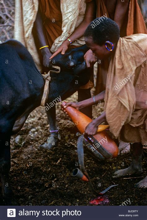 Bloodletting Stock Photos And Bloodletting Stock Images Alamy