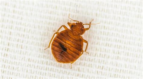 Bed Bugs Removal & Treatment - Pacific NW Pest Control | Portland ...