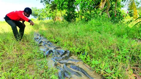 Unbelievable Fishing A Fisherman Skill Found And Catch A Lot Of Fish