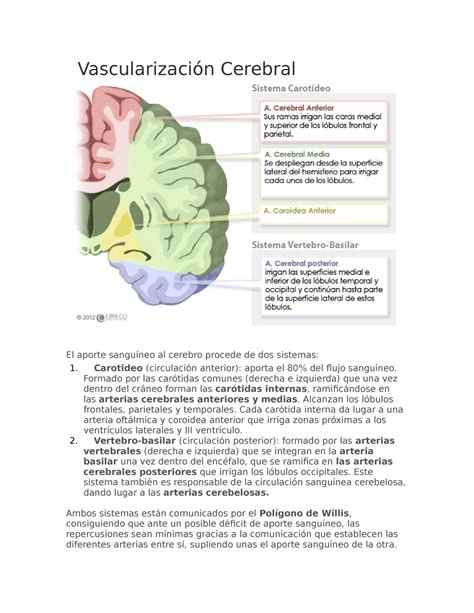 Vascularización Cerebral Carotideo circulación anterior aporta el