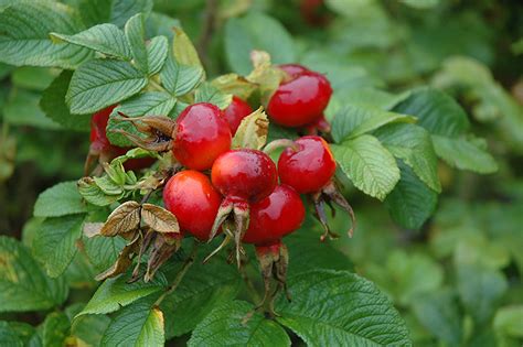 Rugosa Rose (Rosa rugosa) in Boston Hopkinton Chelmsford Massachusetts ...