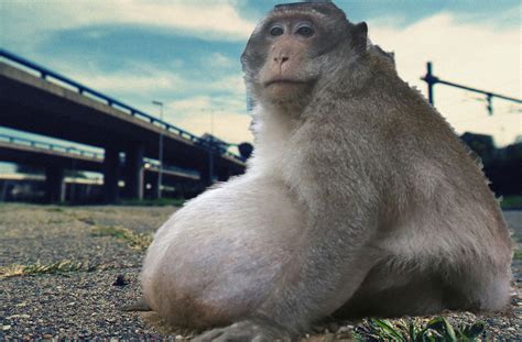 Morbidly obese monkey captured near Hillsborough River - Tampa News Force