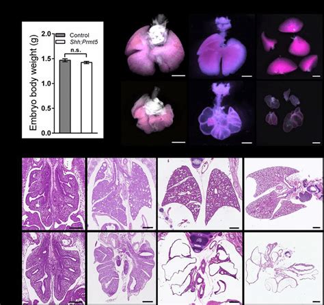 Fig S Prmt Is Critical For Lung Branching Morphogenesis A