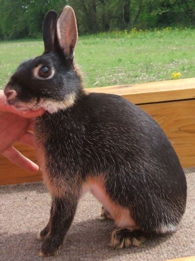 Britannia Petite rabbit | petmapz by Dr. Katz, Your veterinarian ...