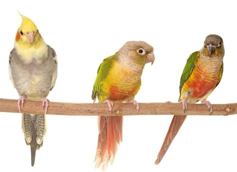 Can Conures Get Along With Cockatiels Lets Find Out