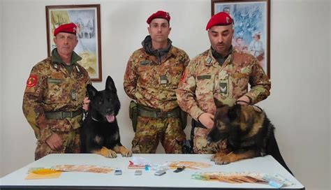 Orosei Cocaina E Contanti Enne Arrestato Grazie Al Fiuto Di Due