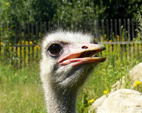 Ostrich Face by NicolasDominique on DeviantArt