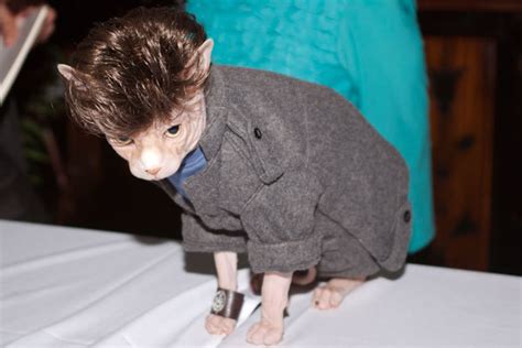 Looked Up Hairless Cats With Wigs Was Not Disappointed Rfunny