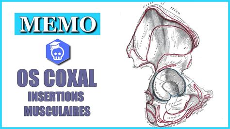 Anatomie De L Os Coxal Insertions Musculaires Et Ligamentaires Youtube