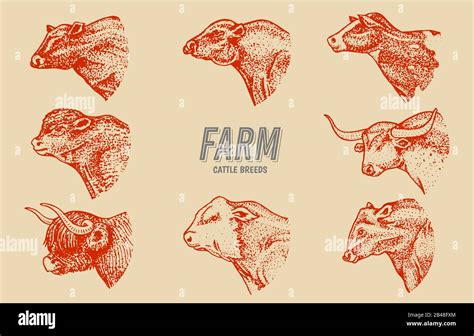 Cows Set In Vintage Style Cattle Heads Longhorn Scottish Highland