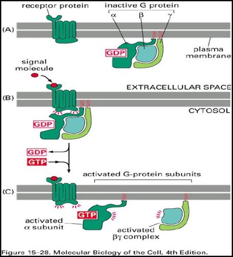 MCBM Signal Transduction 2 Flashcards Quizlet