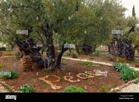 Olive Trees Of Gethsemane On The Mount Of Olives The Silent Witnesses