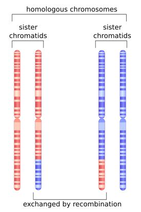 Homologous recombination - Wikipedia