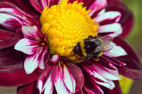 3840x2160 wallpaper | yellow black bee | Peakpx
