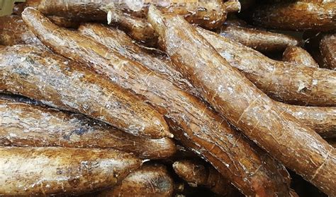 How Long Does Cassava Last Keep These Root Vegetables Fresh Pantry Tips