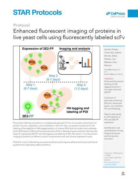 Pdf Enhanced Fluorescent Imaging Of Proteins In Live Yeast Cells