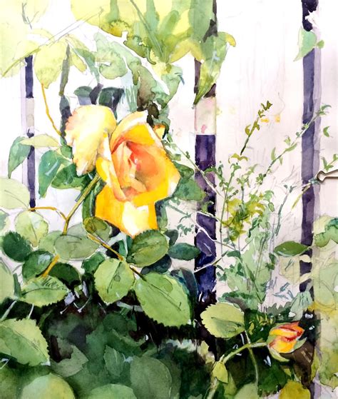 Watercolor Rose Bush At Explore Collection Of