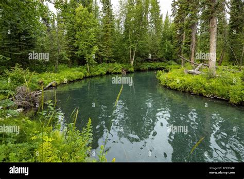 The Hot Springs Of The Liard River In Canada Stock Photo Alamy