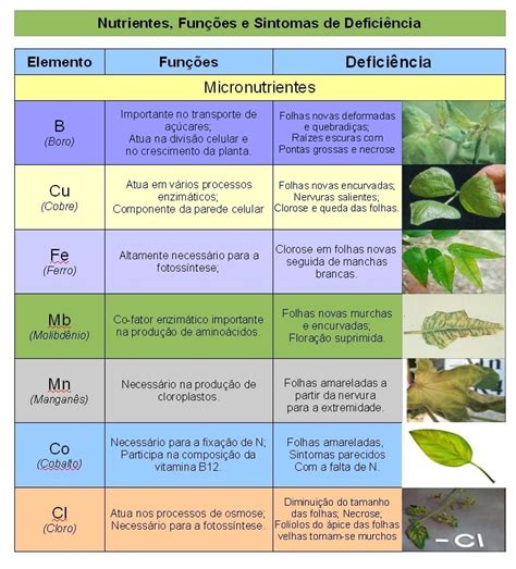 Saiba Quais Os Micronutrientes Que Fazem Falta S Suas Plantas