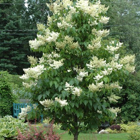 13 Fantastic Trees Under 20 Feet Tall - Dennis' 7 Dees | Landscaping ...