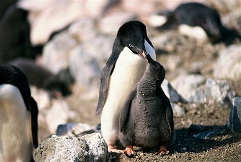 Adélie Penguin Feeding Young Antarctic Peninsula A Photo On Flickriver