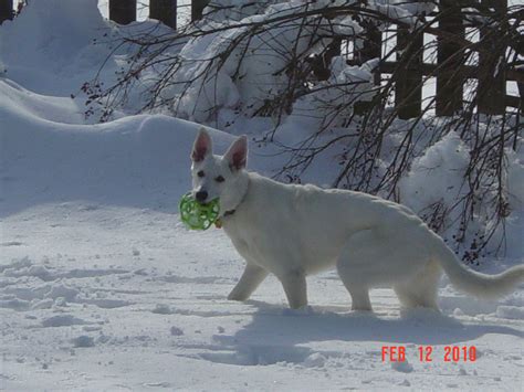 140 German Shepherd Names at DogNamed.com