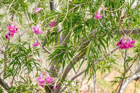 How To Grow And Care For Desert Willow