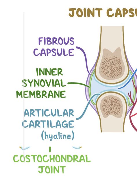 Fibrous Cartilage And Synovial Joints Osmosis