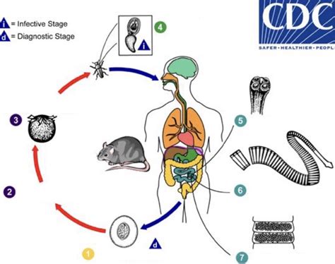 Hymenolepis diminuta Life Cycle Diagram | Quizlet