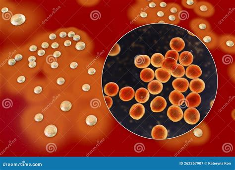 Bacteria Staphylococcus Aureus D Illustration Stock Illustration