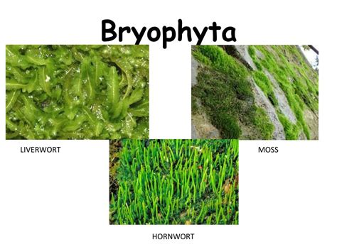 PPT - Bryophyta PowerPoint Presentation, free download - ID:2130884