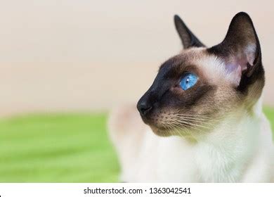 5,037 Siamese Cat Ears Images, Stock Photos & Vectors | Shutterstock