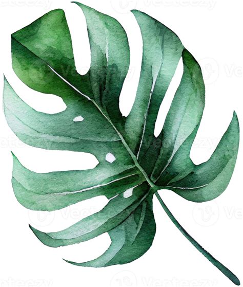 Monstera Leaf Watercolor Illustration 21183372 PNG