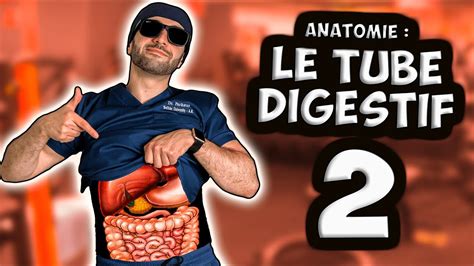 ANATOMIE FOIE PANCRÉAS et VASCULARISATION YouTube