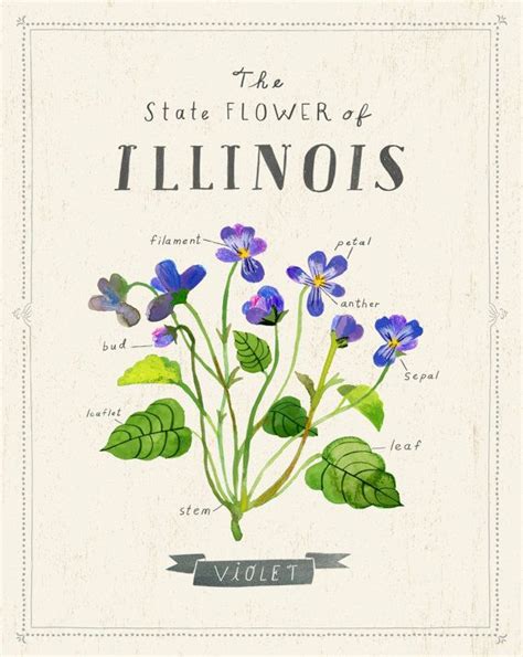 Illinois State Flower Drawing